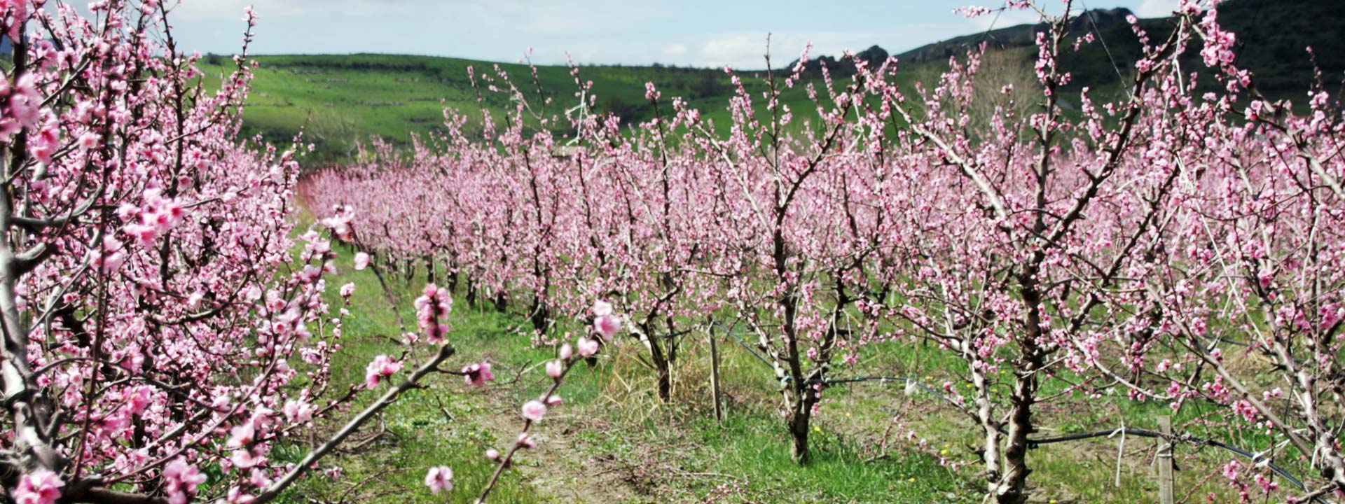 Spring in Sicily